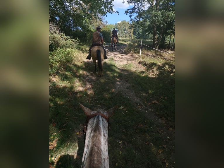Tschechisches Warmblut Stute 6 Jahre Tigerschecke in Bezd&#x11B;z