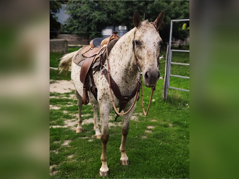 Tschechisches Warmblut Stute 6 Jahre Tigerschecke in Bezd&#x11B;z