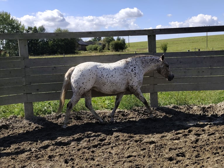Tschechisches Warmblut Stute 6 Jahre Tigerschecke in Bezd&#x11B;z