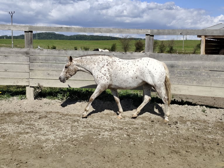 Tschechisches Warmblut Stute 6 Jahre Tigerschecke in Bezd&#x11B;z