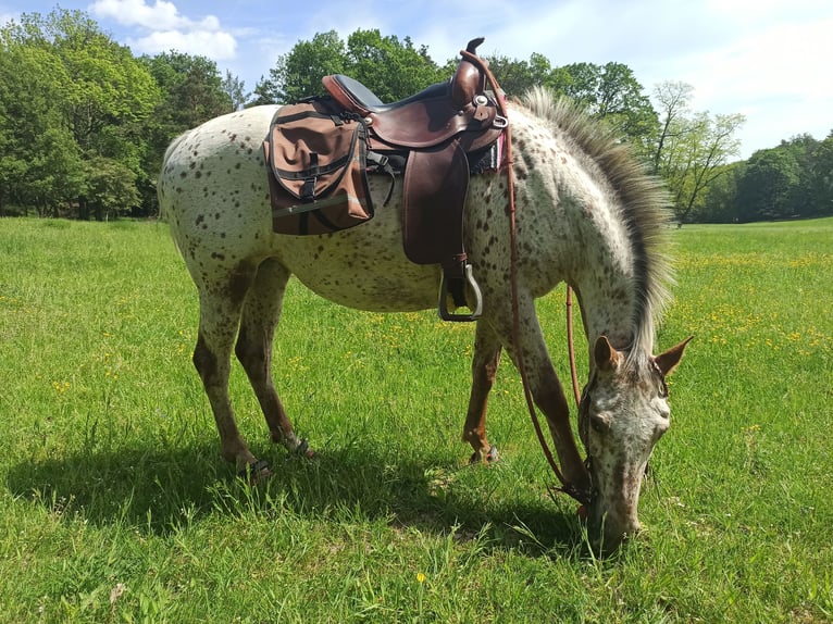 Tschechisches Warmblut Stute 6 Jahre Tigerschecke in Bezd&#x11B;z