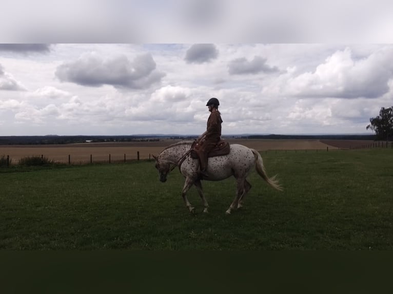 Tschechisches Warmblut Stute 6 Jahre Tigerschecke in Bezd&#x11B;z