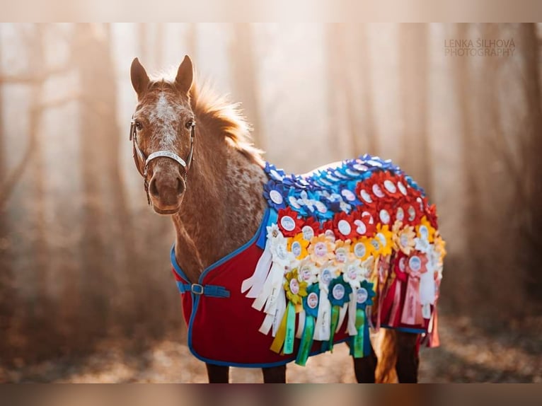 Tschechisches Warmblut Stute 6 Jahre Tigerschecke in Bezd&#x11B;z