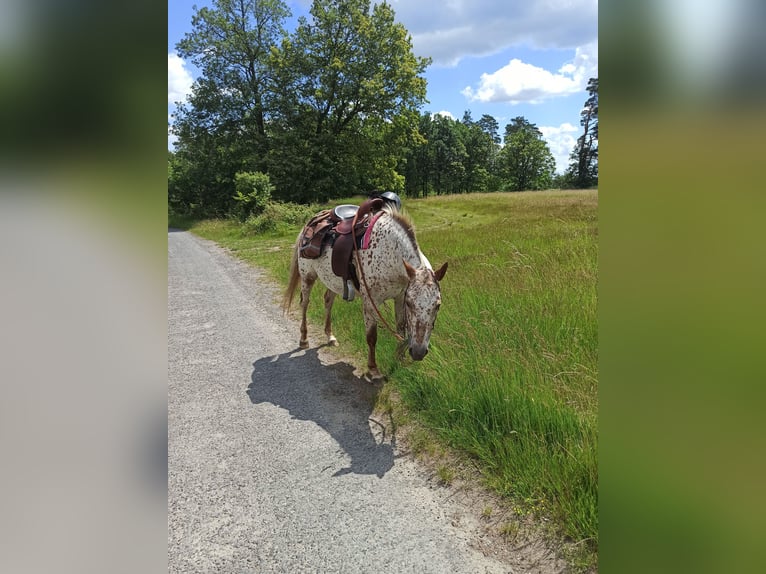 Tschechisches Warmblut Stute 6 Jahre Tigerschecke in Bezd&#x11B;z