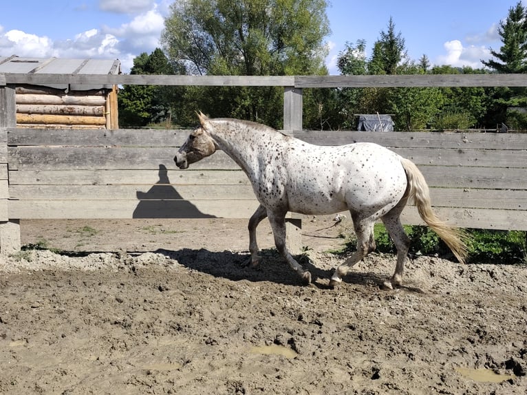 Tschechisches Warmblut Stute 6 Jahre Tigerschecke in Bezd&#x11B;z