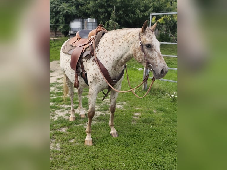 Tschechisches Warmblut Stute 6 Jahre Tigerschecke in Bezd&#x11B;z