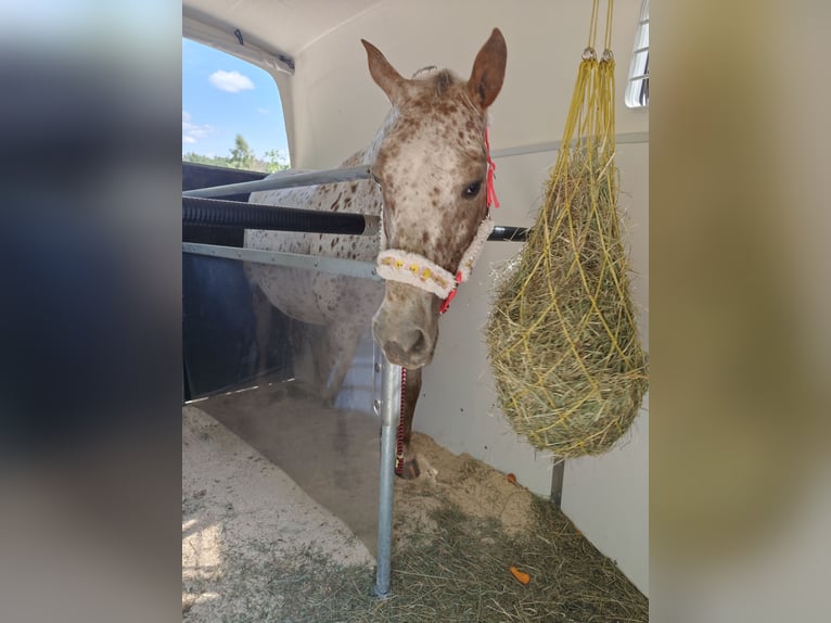 Tschechisches Warmblut Stute 6 Jahre Tigerschecke in Bezd&#x11B;z