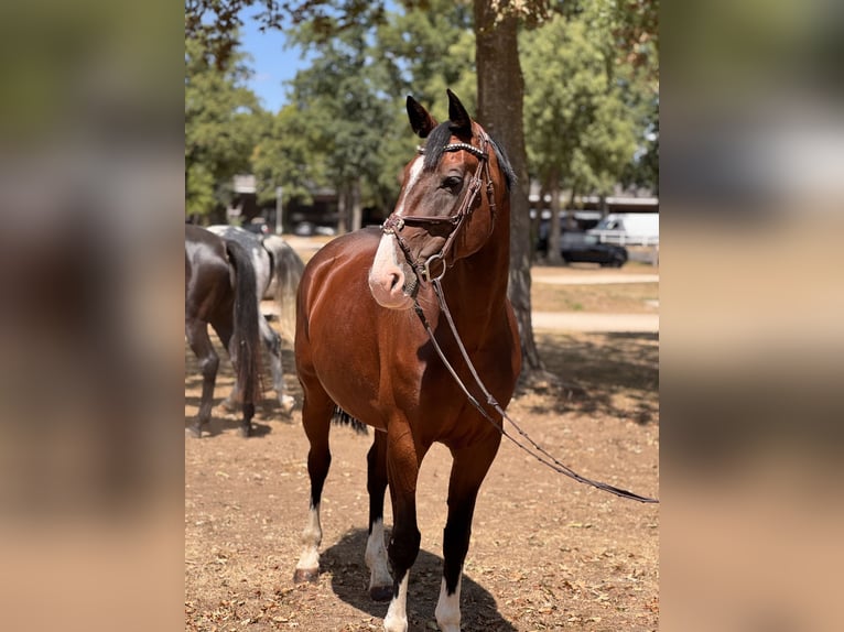 Tschechisches Warmblut Stute 7 Jahre 165 cm Brauner in Schlins