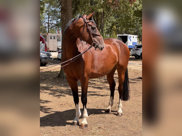 Tschechisches Warmblut Stute 7 Jahre 165 cm Brauner in Schlins