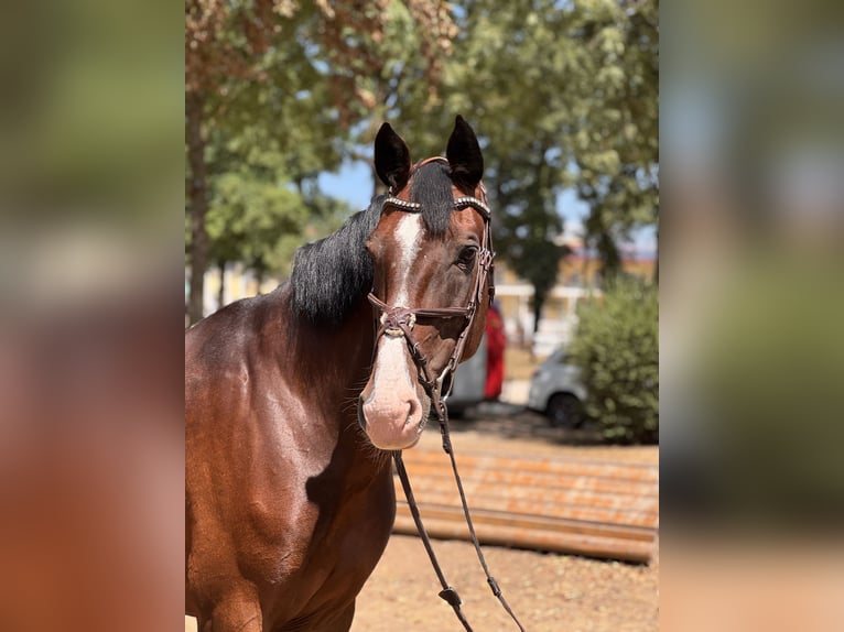 Tschechisches Warmblut Stute 7 Jahre 165 cm Brauner in Schlins