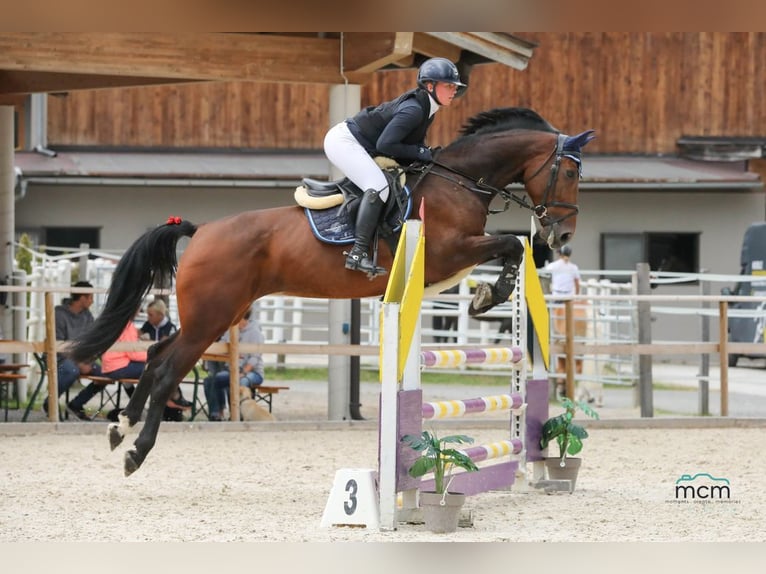 Tschechisches Warmblut Stute 7 Jahre 169 cm Brauner in Loiching