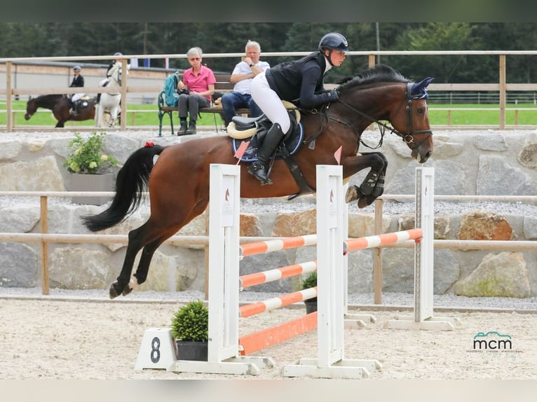 Tschechisches Warmblut Stute 7 Jahre 169 cm Brauner in Loiching