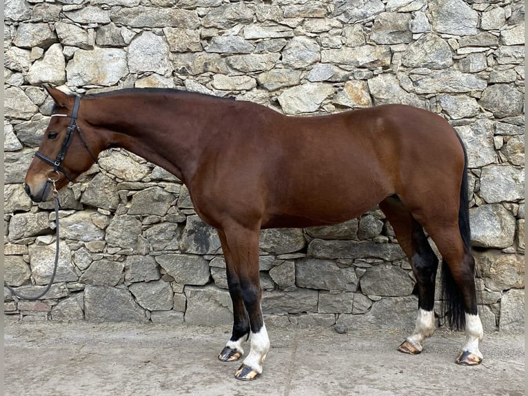 Tschechisches Warmblut Stute 7 Jahre 170 cm Brauner in Opalice