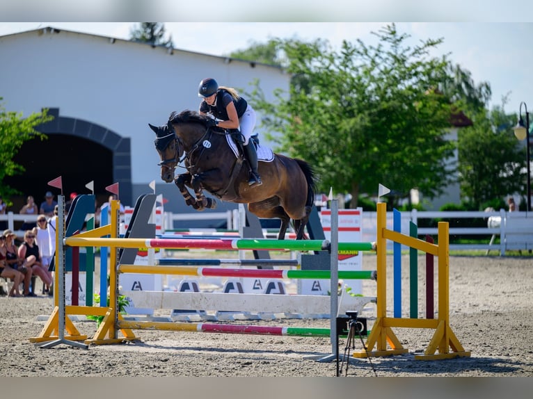 Tschechisches Warmblut Stute 8 Jahre 160 cm Rotbrauner in Bělov
