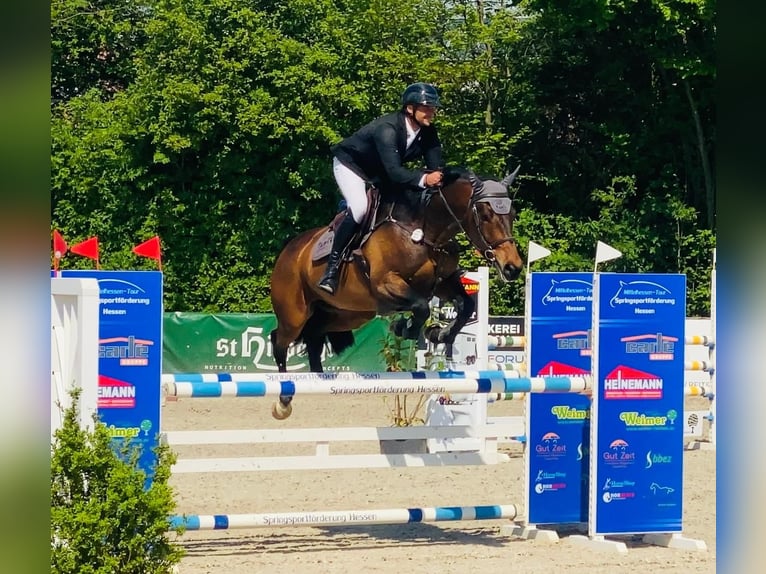 Tschechisches Warmblut Stute 8 Jahre 163 cm Brauner in Tiefenthal