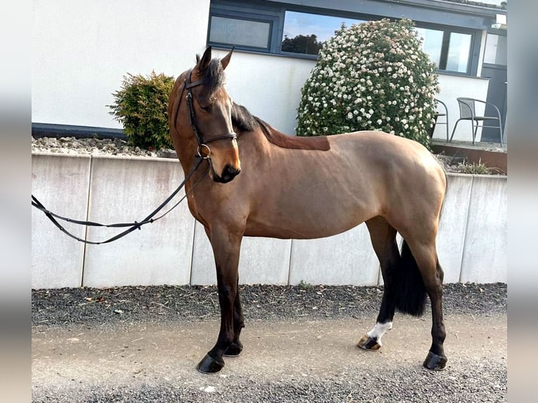 Tschechisches Warmblut Stute 8 Jahre 163 cm Brauner in Tiefenthal