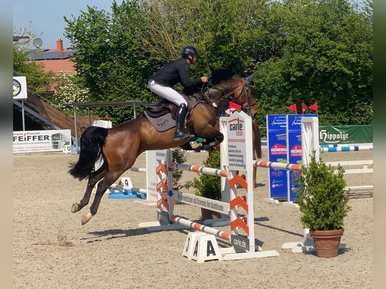 Tschechisches Warmblut Stute 8 Jahre 163 cm Brauner in Tiefenthal