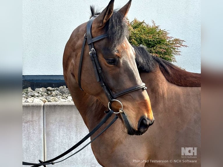 Tschechisches Warmblut Stute 8 Jahre 163 cm Brauner in Tiefenthal