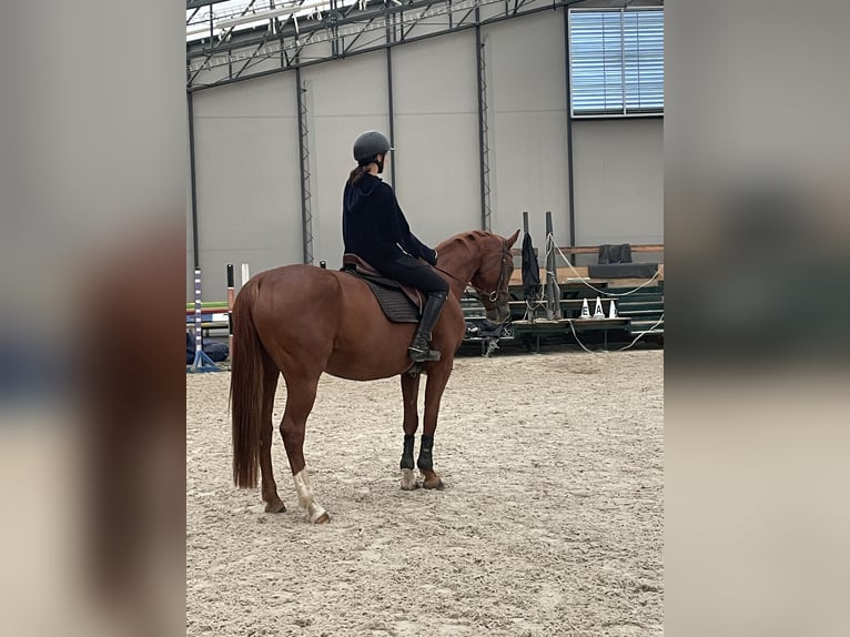 Tschechisches Warmblut Stute 8 Jahre 165 cm Dunkelfuchs in Prostejov