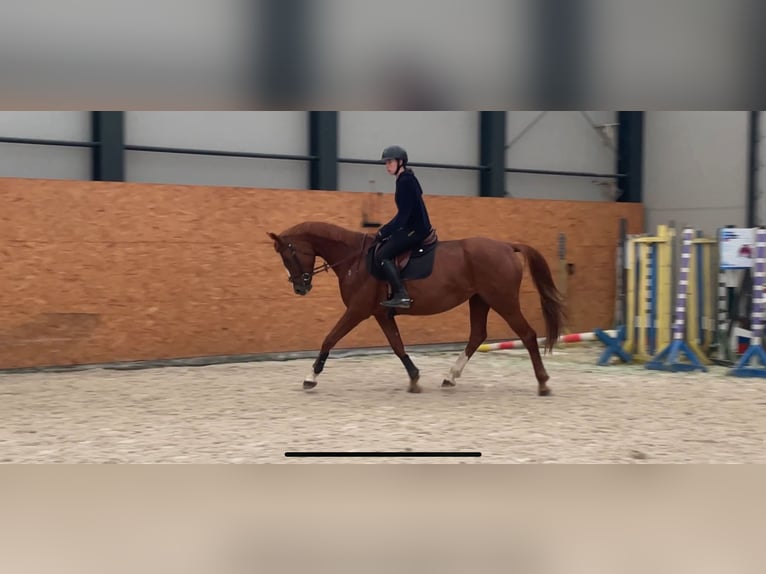 Tschechisches Warmblut Stute 8 Jahre 165 cm Dunkelfuchs in Prostejov