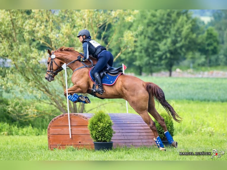 Tschechisches Warmblut Stute 8 Jahre 166 cm Fuchs in Prag