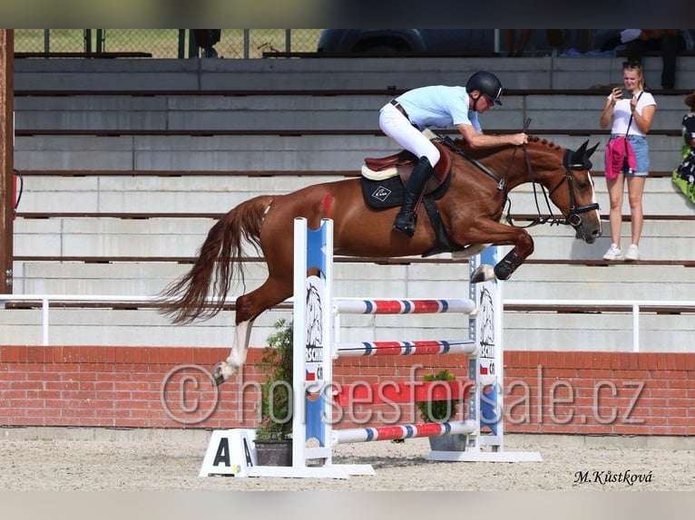 Tschechisches Warmblut Stute 8 Jahre 168 cm Fuchs in Ceske Budejovice