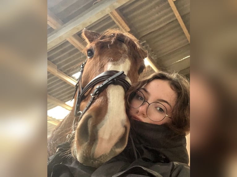 Tschechisches Warmblut Stute 8 Jahre 168 cm Fuchs in Oltingen