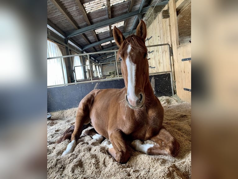 Tschechisches Warmblut Stute 8 Jahre 168 cm Fuchs in Oltingen