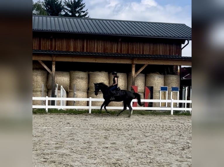 Tschechisches Warmblut Stute 8 Jahre 168 cm Rappe in Salzburg