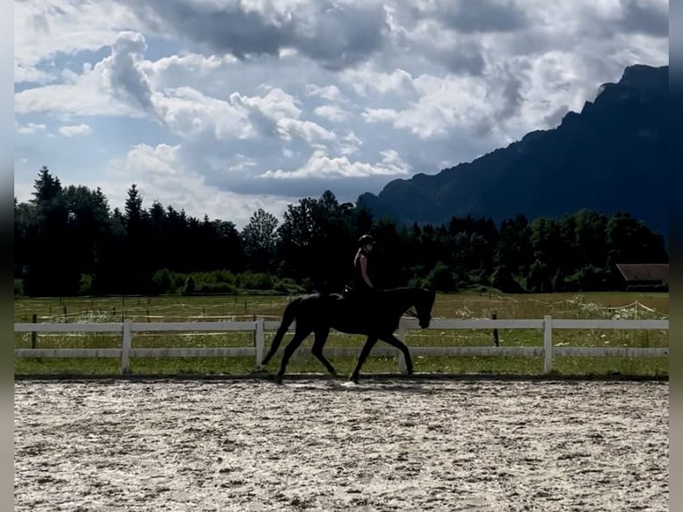 Tschechisches Warmblut Stute 8 Jahre 168 cm Rappe in Salzburg