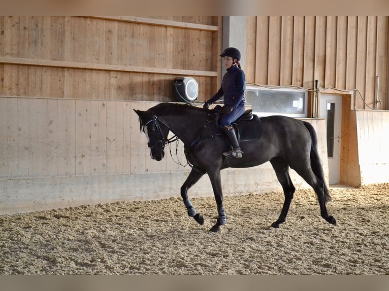 Tschechisches Warmblut Stute 8 Jahre 168 cm Rappe in Salzburg