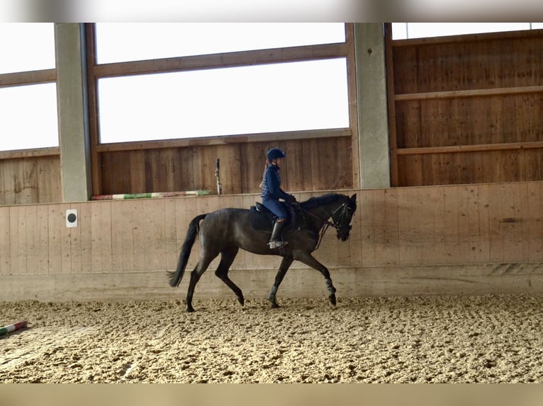 Tschechisches Warmblut Stute 8 Jahre 168 cm Rappe in Salzburg