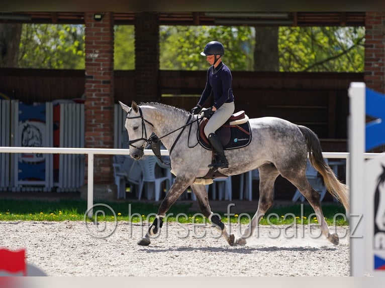 Tschechisches Warmblut Stute 8 Jahre 168 cm Schimmel in Ceske Budejovice