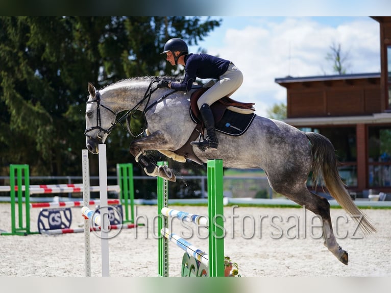 Tschechisches Warmblut Stute 8 Jahre 168 cm Schimmel in Ceske Budejovice