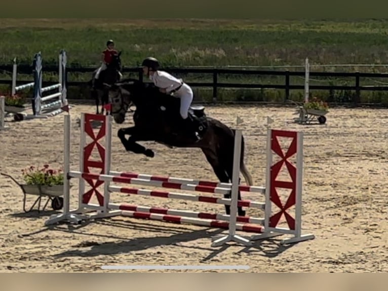 Tschechisches Warmblut Stute 8 Jahre 168 cm Schimmel in Gdańsk