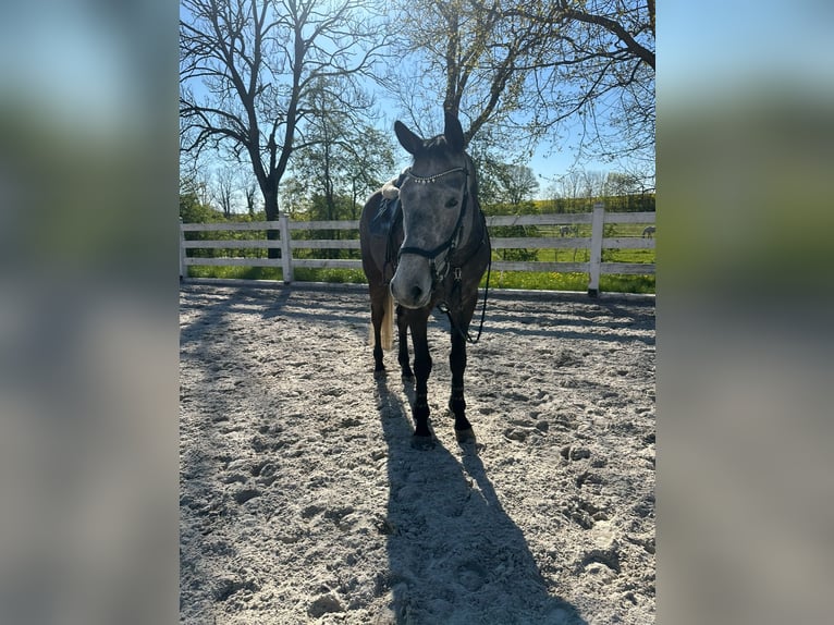 Tschechisches Warmblut Stute 8 Jahre 168 cm Schimmel in Gdańsk