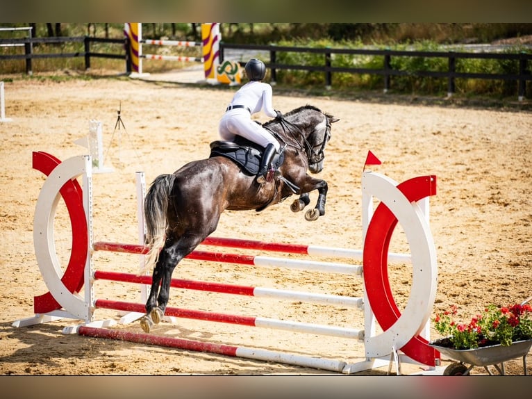 Tschechisches Warmblut Stute 8 Jahre 168 cm Schimmel in Gdańsk