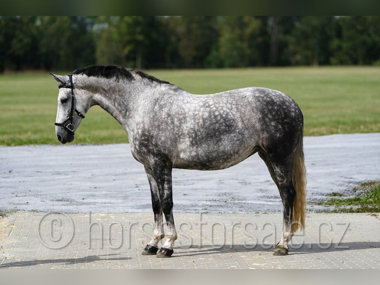 Tschechisches Warmblut Stute 8 Jahre 169 cm Schimmel in 39301