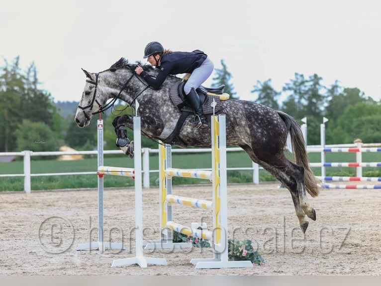 Tschechisches Warmblut Stute 8 Jahre 169 cm Schimmel in 39301