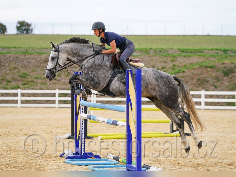 Tschechisches Warmblut Stute 8 Jahre 169 cm Schimmel in 39301