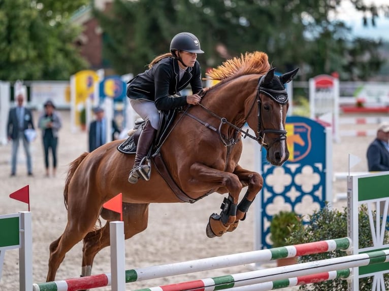 Tschechisches Warmblut Stute 8 Jahre 172 cm Dunkelfuchs in Prague