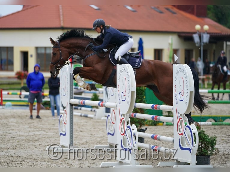 Tschechisches Warmblut Stute 8 Jahre 174 cm Brauner in Prag