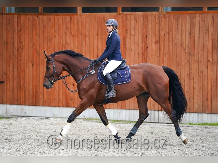 Tschechisches Warmblut Stute 8 Jahre 174 cm Brauner in Prag