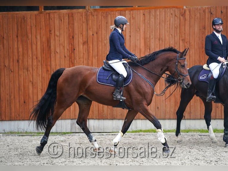 Tschechisches Warmblut Stute 8 Jahre 174 cm Brauner in Prag