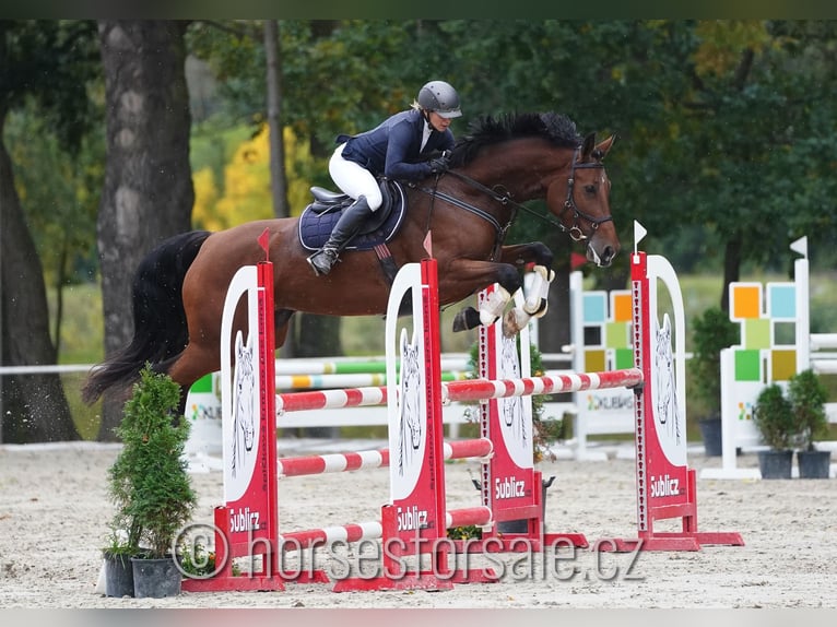 Tschechisches Warmblut Stute 8 Jahre 174 cm Brauner in Prag