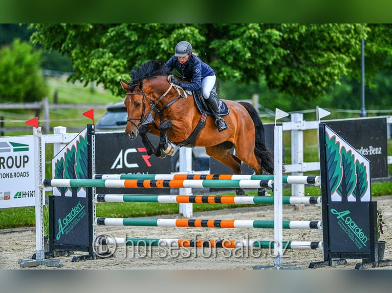 Tschechisches Warmblut Stute 8 Jahre 174 cm Brauner in Prag