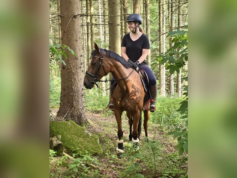 Tschechisches Warmblut Stute 9 Jahre 158 cm Brauner in Pelmberg