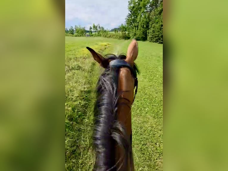 Tschechisches Warmblut Stute 9 Jahre 158 cm Brauner in Pelmberg