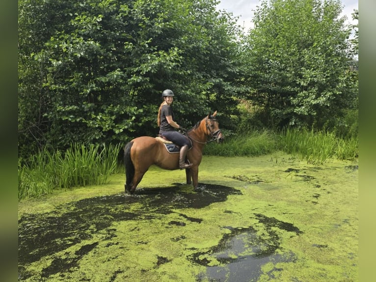 Tschechisches Warmblut Stute 9 Jahre 158 cm Brauner in Pelmberg