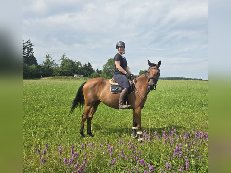 Tschechisches Warmblut Stute 9 Jahre 158 cm Brauner in Pelmberg